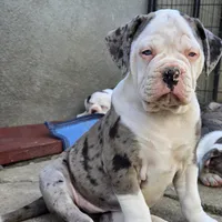 Nala, a female American Bulldog and Alapaha Blue Blood Bulldog for sale in Santa Ana, CA – Photo 4 of 6