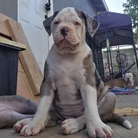 Nala, a female American Bulldog and Alapaha Blue Blood Bulldog for sale in Santa Ana, CA – Photo 1 of 6