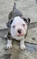 processed/e69f765b-4cdc-4d79-ae12-4af008764b2e/listing/bf1c0f1a-2d64-42c6-99d6-c7a1ac764d01/a833c27f-f012-4ef5-83d6-9f5b6ad60c53