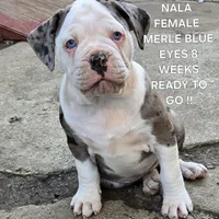 Nala, a female American Bulldog and Alapaha Blue Blood Bulldog for sale in Santa Ana, CA – Photo 5 of 6