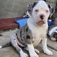 Nala, a female American Bulldog and Alapaha Blue Blood Bulldog for sale in Santa Ana, CA – Photo 2 of 6