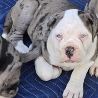 Nala, a female American Bulldog and Alapaha Blue Blood Bulldog for sale in Santa Ana, CA – Photo 3 of 6