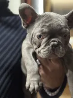 Nicky, a male French Bulldog for sale in Mullica Hill, NJ – Photo 2 of 8