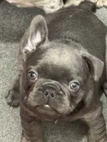 Nicky, a male French Bulldog for sale in Mullica Hill, NJ – Photo 7 of 8