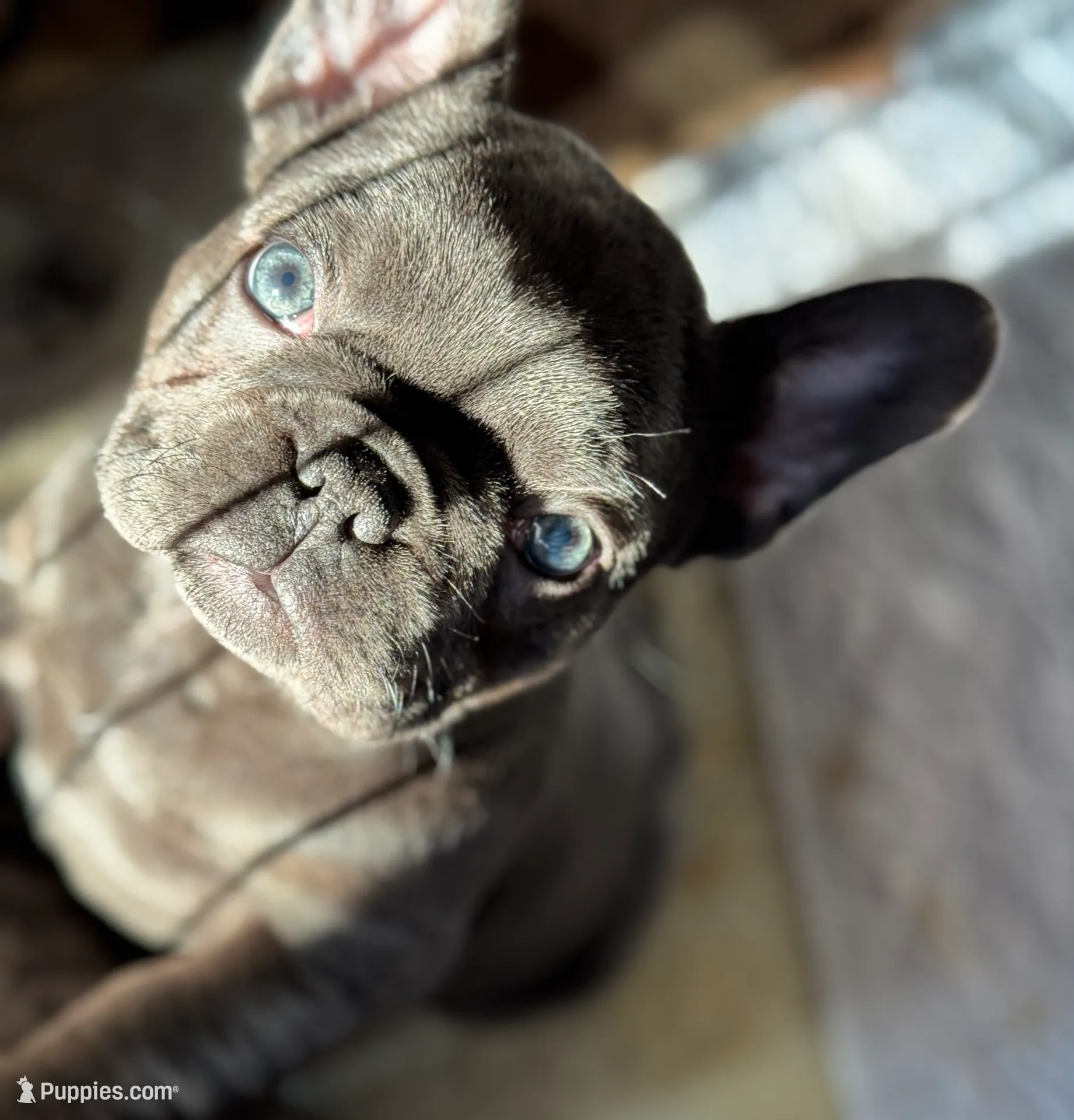 Nicky, a male French Bulldog for sale in Mullica Hill, NJ – Photo 3 of 8