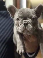 Nicky, a male French Bulldog for sale in Mullica Hill, NJ – Photo 8 of 8