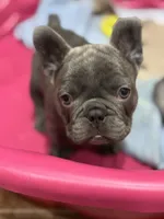 Nicky, a male French Bulldog for sale in Mullica Hill, NJ – Photo 5 of 8