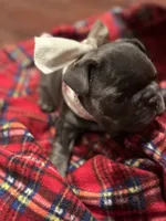 Nicky, a male French Bulldog for sale in Mullica Hill, NJ – Photo 6 of 8