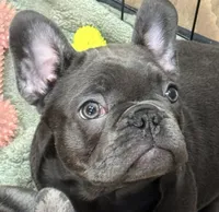 Nicky, a male French Bulldog for sale in Mullica Hill, NJ – Photo 1 of 8