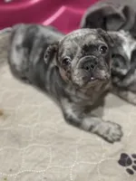 Mary, a female French Bulldog for sale in Mullica Hill, NJ – Photo 4 of 6
