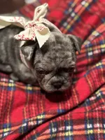Mary, a female French Bulldog for sale in Mullica Hill, NJ – Photo 5 of 6