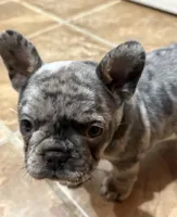 Mary, a female French Bulldog for sale in Mullica Hill, NJ – Photo 2 of 6