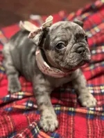 Mary, a female French Bulldog for sale in Mullica Hill, NJ – Photo 3 of 6