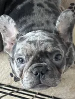 Mary, a female French Bulldog for sale in Mullica Hill, NJ – Photo 1 of 6