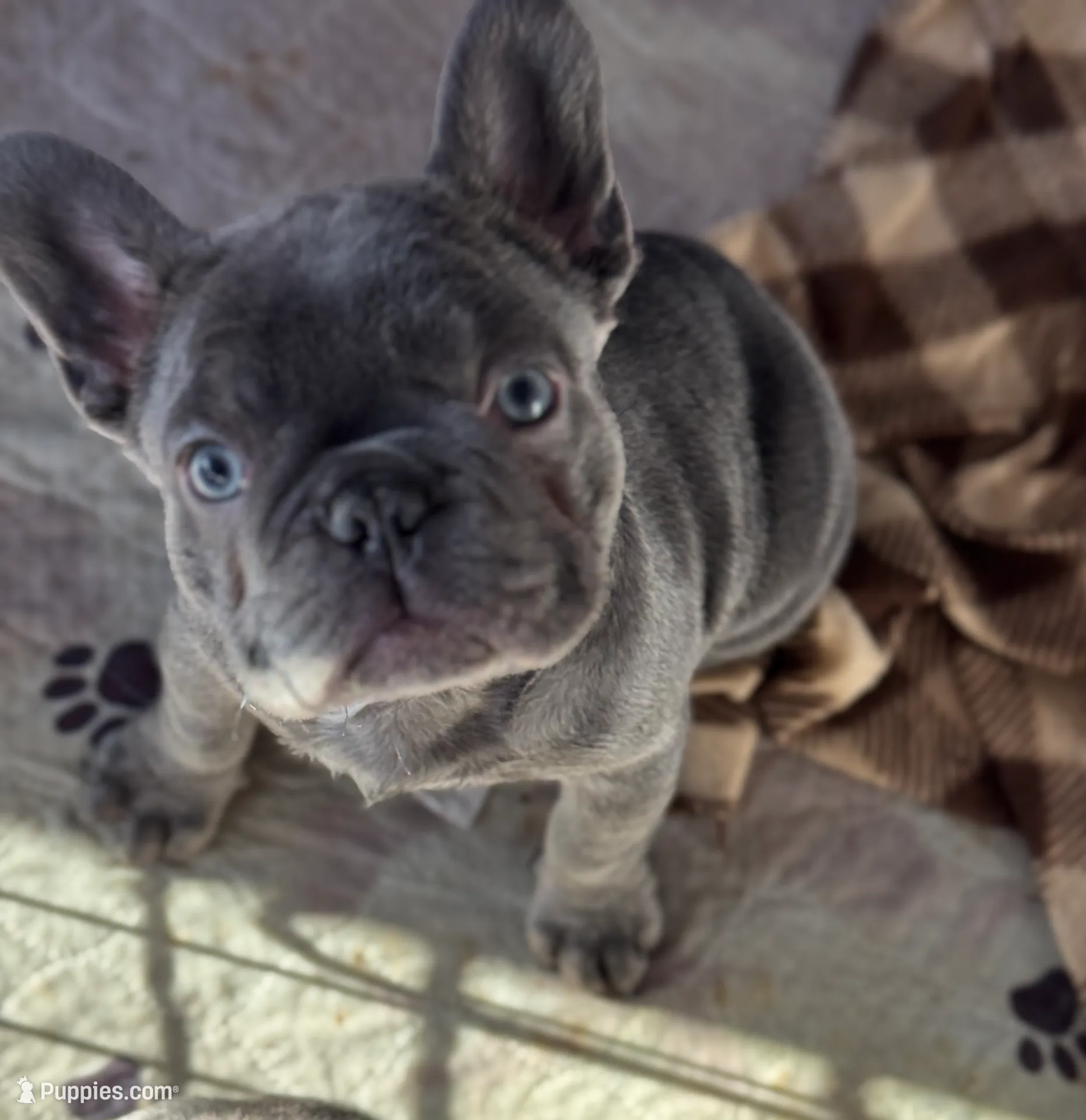 Niko Jr, a male French Bulldog for sale in Mullica Hill, NJ – Photo 2 of 3