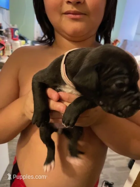 Light Pink – American Staffordshire Terrier, Dogo Argentino puppy for sale in Brooklyn, NY