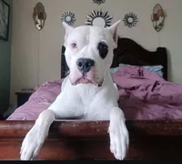 Yellow, a female American Staffordshire Terrier and Dogo Argentino for sale in Elmhurst, NY – 2 of 3