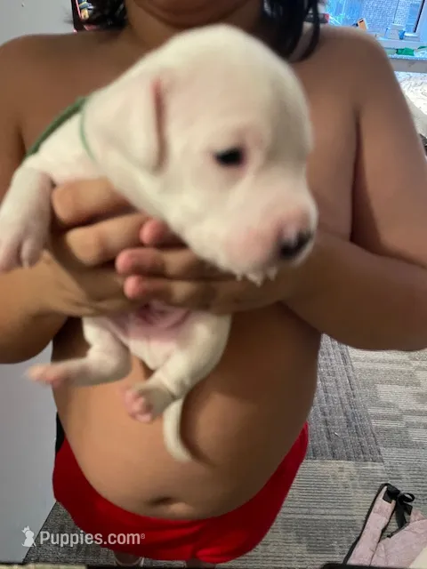 GREEN – Dogo Argentino puppy for sale in Brooklyn, NY