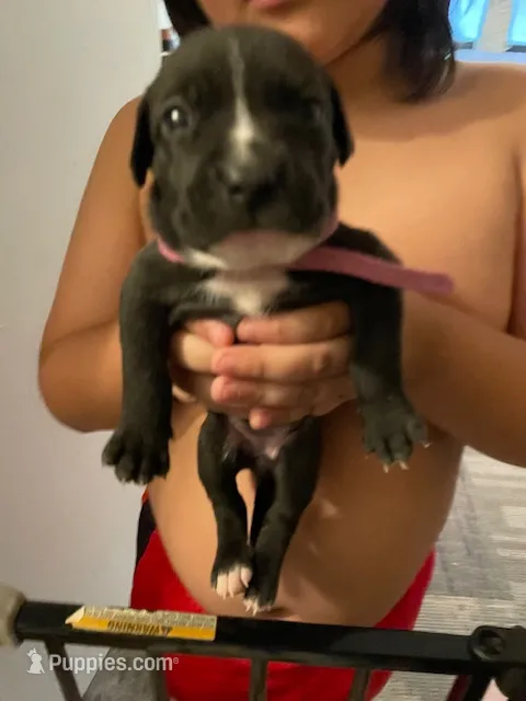 Dark Pink – American Staffordshire Terrier, Dogo Argentino puppy for sale in Brooklyn, NY