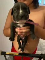 Dark Pink, a female American Staffordshire Terrier and Dogo Argentino for sale in Brooklyn, NY – 1 of 1