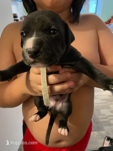 White – American Staffordshire Terrier, Dogo Argentino puppy for sale in Brooklyn, NY