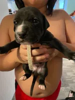 White, a male American Staffordshire Terrier and Dogo Argentino for sale in Elmhurst, NY – 1 of 1
