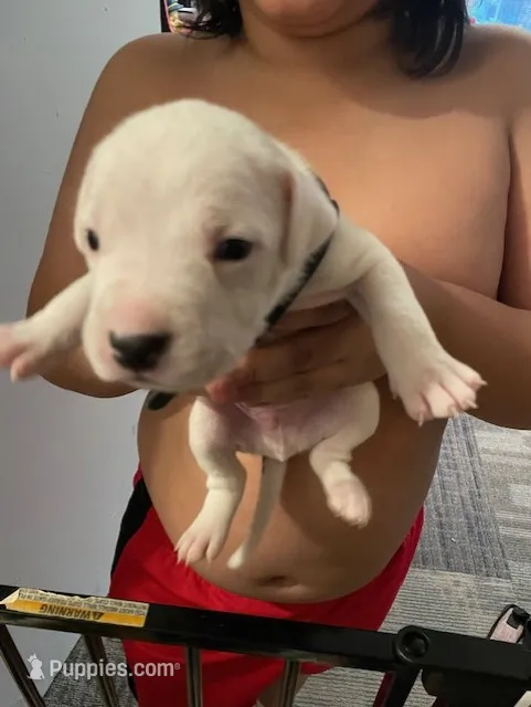 BLACK – Dogo Argentino puppy for sale in Brooklyn, NY