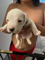 BLACK, a male Dogo Argentino for sale in Brooklyn, NY – 1 of 1