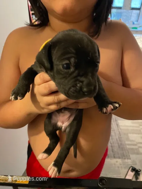 Yellow – American Staffordshire Terrier, Dogo Argentino puppy for sale in Brooklyn, NY