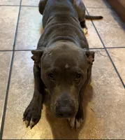 Grey, a male American Staffordshire Terrier and Dogo Argentino for sale in Elmhurst, NY – 4 of 4