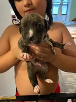 Grey, a male American Staffordshire Terrier and Dogo Argentino for sale in Elmhurst, NY – 1 of 2