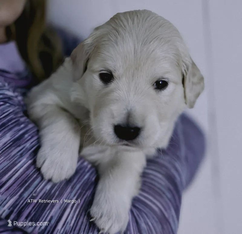 Reservation 4 – Golden Retriever puppy for sale in Murfreesboro, TN