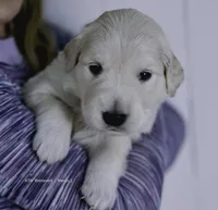 Reservation 4, a  Golden Retriever for sale in Murfreesboro, TN – 1 of 3