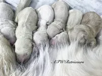 Reservation 4, a  Golden Retriever for sale in Murfreesboro, TN – 3 of 3