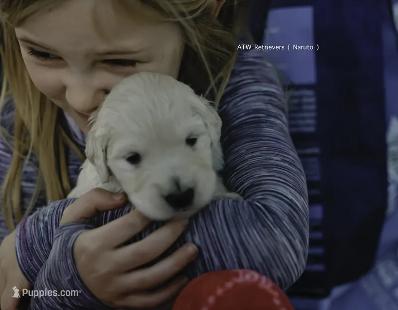 Reservation 6 – Golden Retriever puppy for sale in Murfreesboro, TN