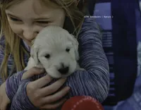 Reservation 4, a  Golden Retriever for sale in Murfreesboro, TN – 2 of 3
