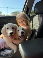 Spring Litter 2027 Reservation 2, a  Golden Retriever for sale in Murfreesboro, TN – 2 of 2