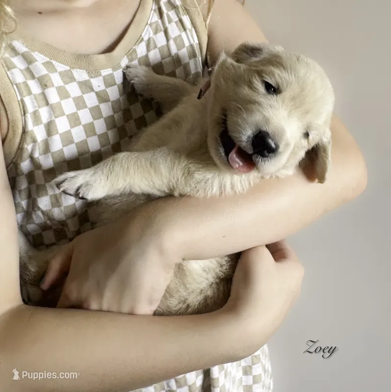 Reservation 8 – Golden Retriever puppy for sale in Murfreesboro, TN