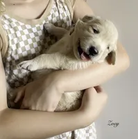 Reservation 7, a female Golden Retriever for sale in Murfreesboro, TN – 2 of 2