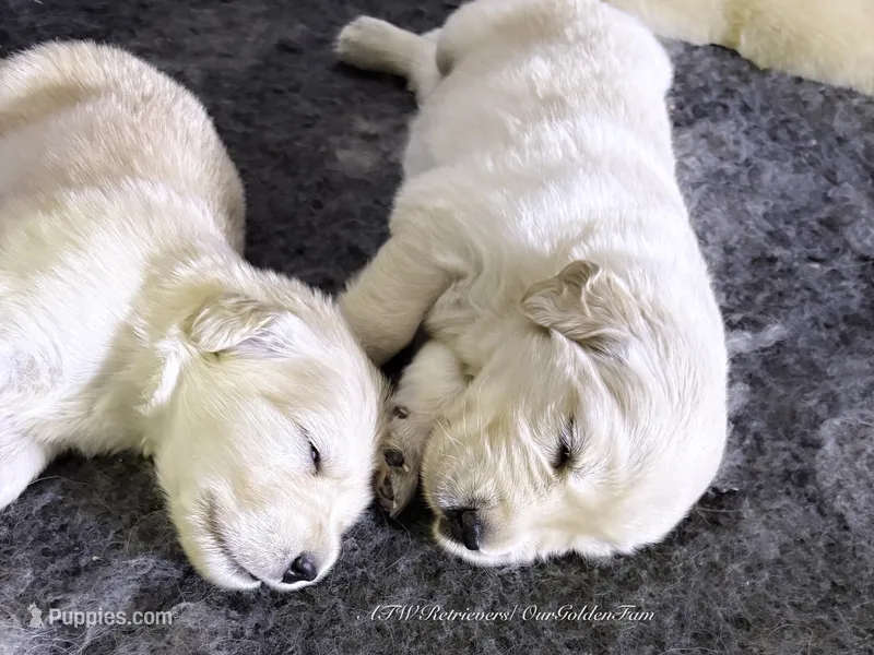 Reservation 1 Sadie’s Christmas Miracles  – Golden Retriever puppy for sale in Murfreesboro, TN