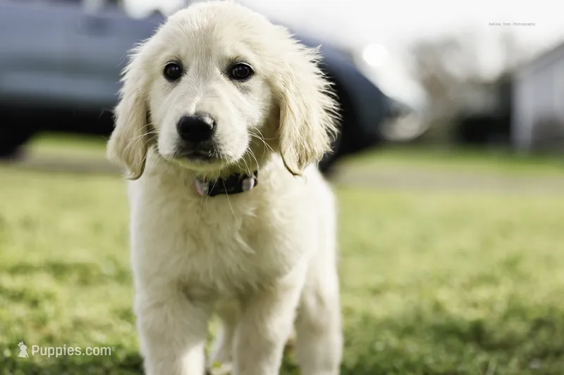 Spring Litter 2027 Reservation 2 – Golden Retriever puppy for sale in Murfreesboro, TN