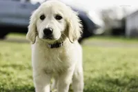 Spring Litter 2027 Reservation 2, a  Golden Retriever for sale in Murfreesboro, TN – 1 of 2