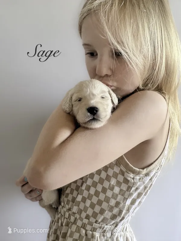 Reservation 7 – Golden Retriever puppy for sale in Murfreesboro, TN