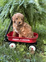 Enzo, a male Poodle - Miniature  and Miniature Goldendoodle for sale in Burr Oak, MI – 3 of 3