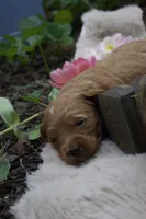 Ember, a female Miniature Goldendoodle for sale in Burr Oak, MI – 3 of 3