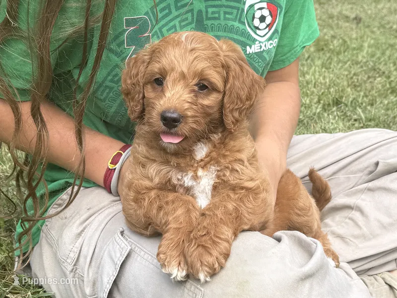 Ember – Poodle - Miniature , Miniature Goldendoodle puppy for sale in Burr Oak, MI