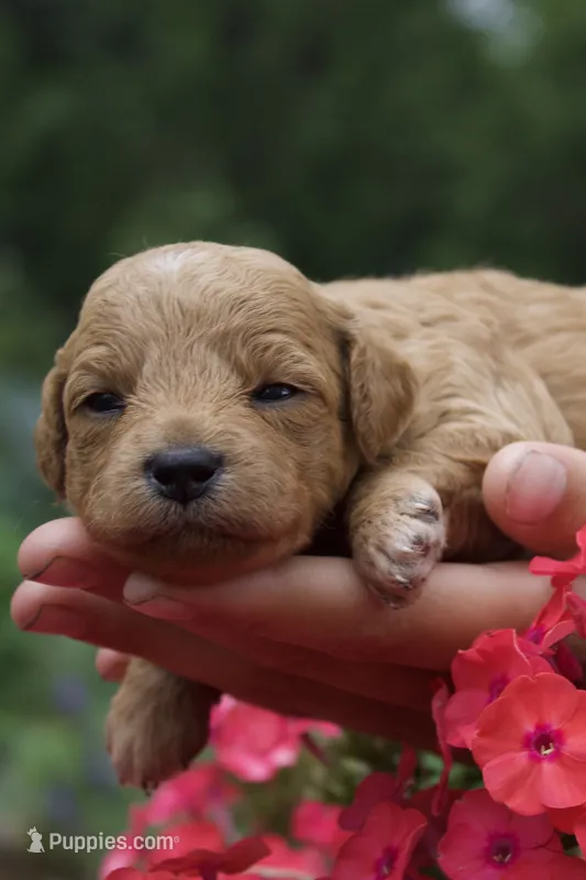 Espresso  – Miniature Goldendoodle puppy for sale in Burr Oak, MI