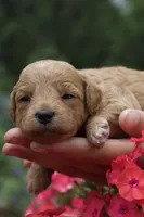 Espresso , a female Miniature Goldendoodle for sale in Burr Oak, MI – 1 of 3
