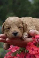 Espresso , a female Miniature Goldendoodle for sale in Burr Oak, MI – 3 of 3