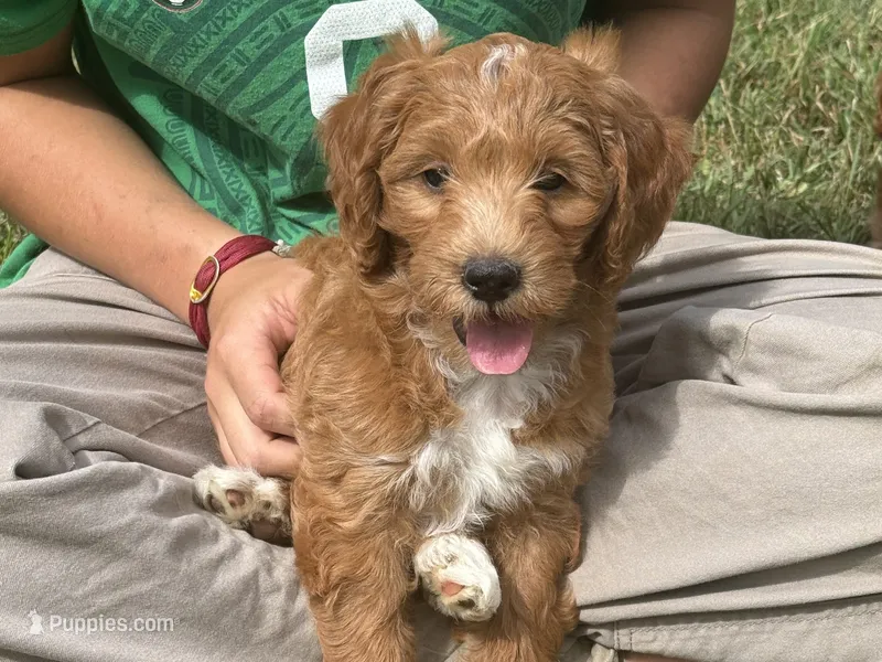 Egg Roll – Miniature Goldendoodle puppy for sale in Burr Oak, MI